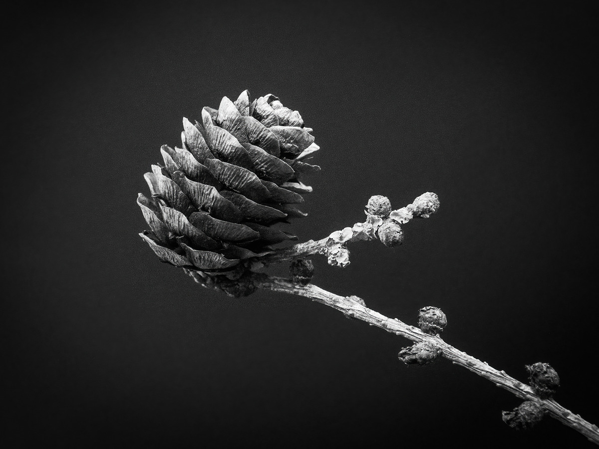 Larch cone